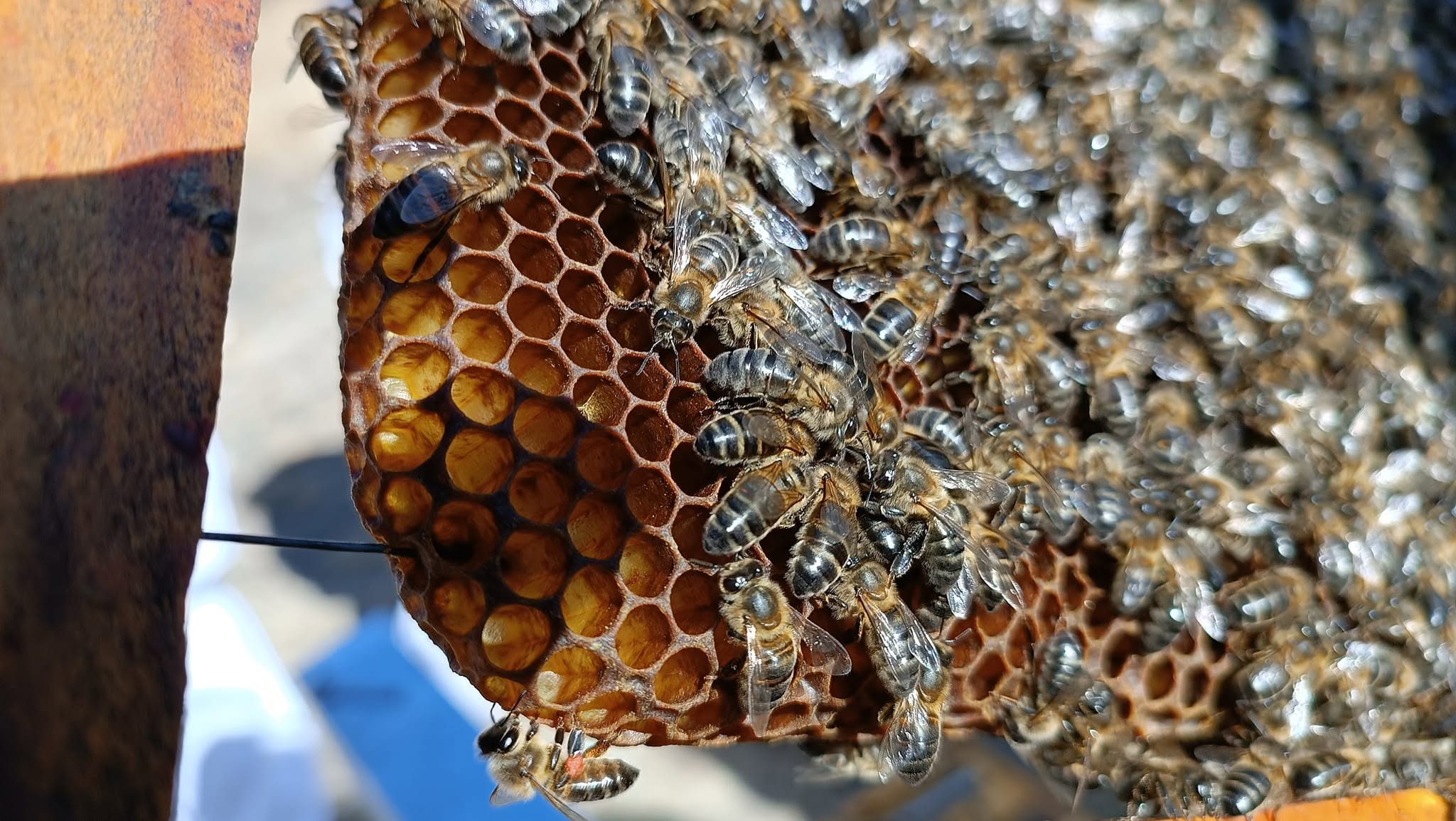 Abejas trabajando sobre un panal